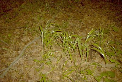 Bromus nottowayanus, photographed by Summit Metro Parks