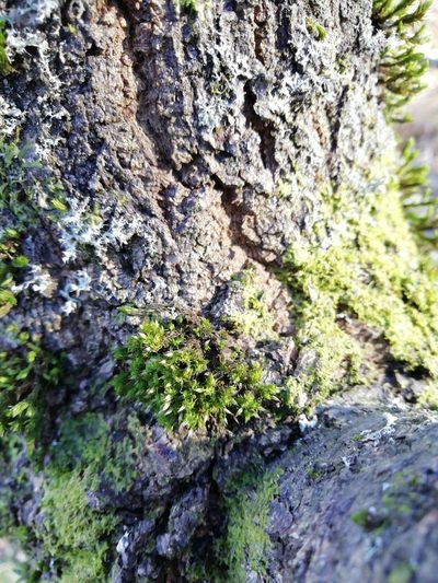 Orthotrichum tenellum, photographed by Ben Deed