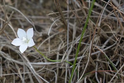 Wahlenbergia rupestris, photographed by John Barkla