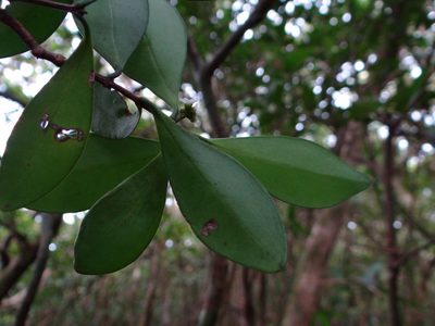Microtropis japonica, photographed by 呂一起(Lyu yi-chi)