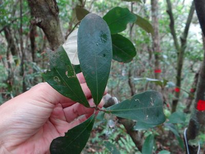 Quercus championii, photographed by 呂一起(Lyu yi-chi)
