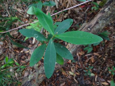 Wikstroemia taiwanensis, photographed by 呂一起(Lyu yi-chi)