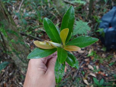 Magnolia kachirachirai, photographed by 呂一起(Lyu yi-chi)