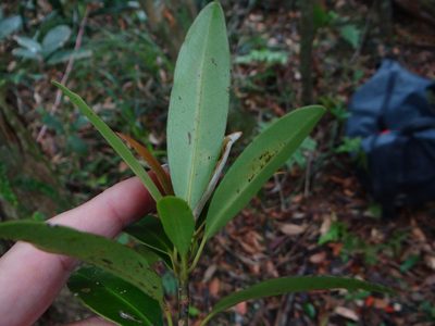 Magnolia kachirachirai, photographed by 呂一起(Lyu yi-chi)