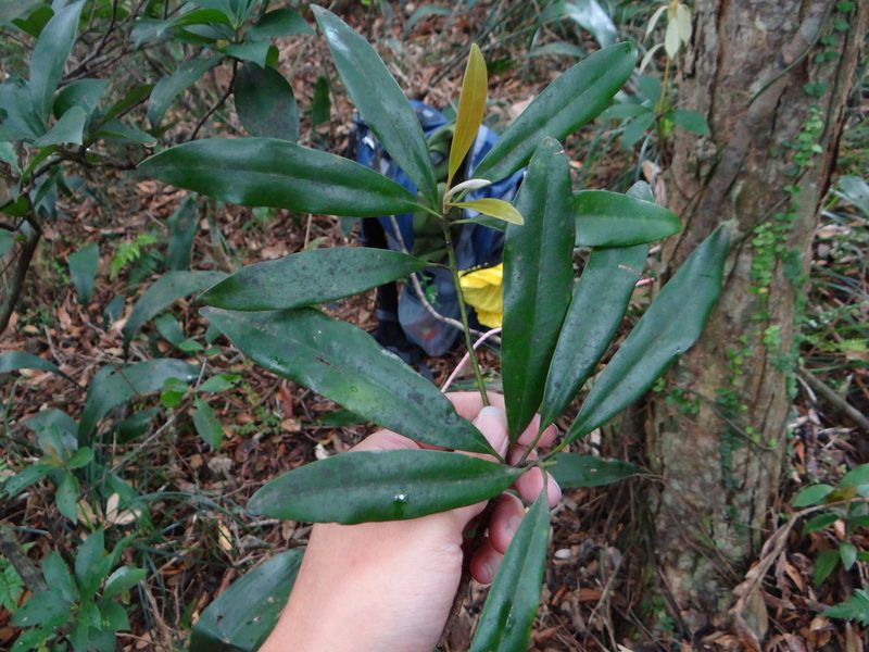 Magnolia kachirachirai, photographed by 呂一起(Lyu yi-chi)