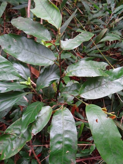 Fissistigma glaucescens, photographed by 呂一起(Lyu yi-chi)
