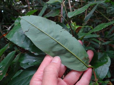 Fissistigma glaucescens, photographed by 呂一起(Lyu yi-chi)