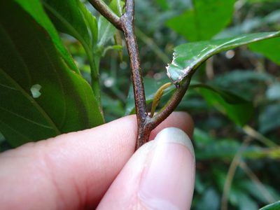 Fissistigma glaucescens, photographed by 呂一起(Lyu yi-chi)