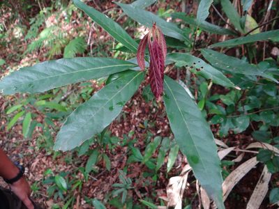 Quercus pachyloma, photographed by 呂一起(Lyu yi-chi)