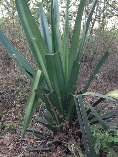 Furcraea guatemalensis, photographed by Matt Schultz
