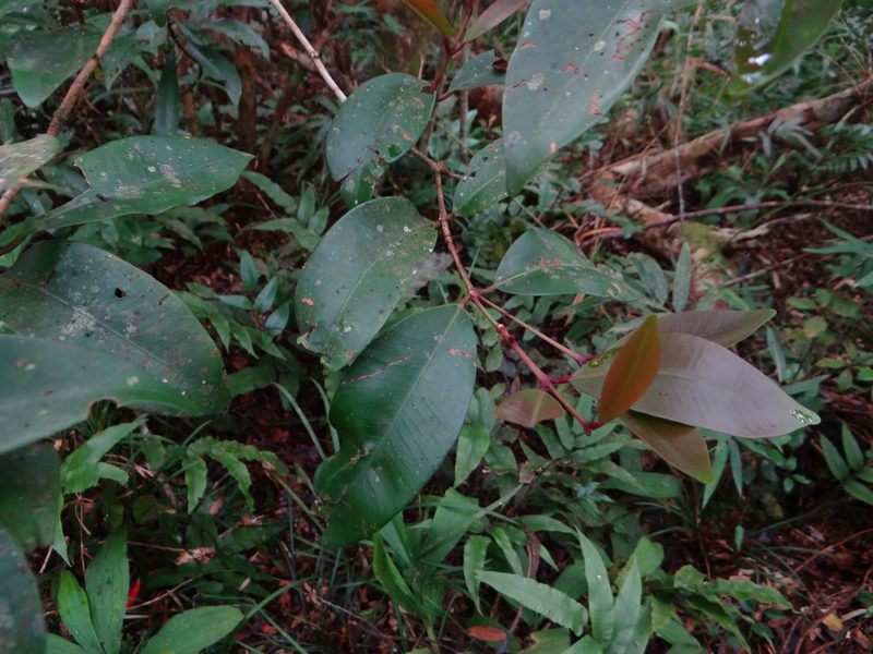 Syzygium kusukusuense, photographed by 呂一起(Lyu yi-chi)
