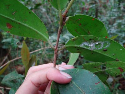 Syzygium kusukusuense, photographed by 呂一起(Lyu yi-chi)
