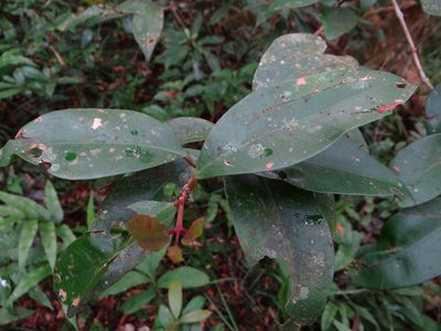 Syzygium kusukusuense, photographed by 呂一起(Lyu yi-chi)