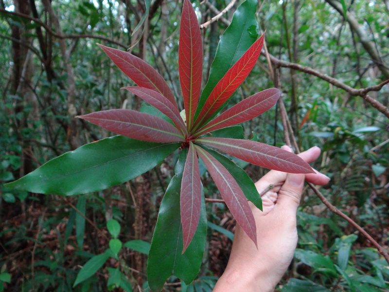 Litsea acutivena, photographed by 呂一起(Lyu yi-chi)