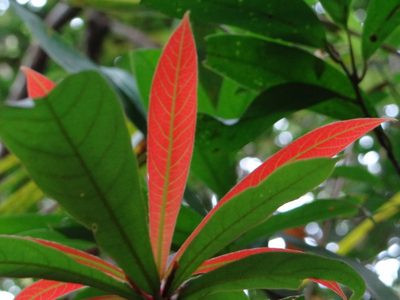 Litsea acutivena, photographed by 呂一起(Lyu yi-chi)