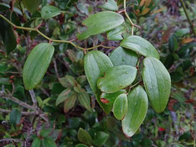 Smilax corbularia, photographed by 呂一起(Lyu yi-chi)