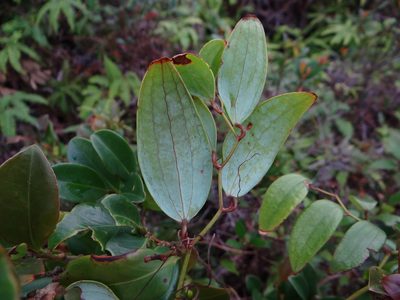 Smilax corbularia, photographed by 呂一起(Lyu yi-chi)