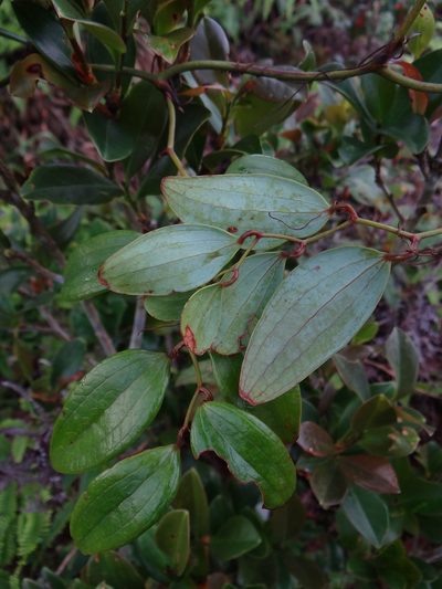 Smilax corbularia, photographed by 呂一起(Lyu yi-chi)