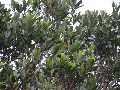 Lithocarpus formosanus, photographed by 呂一起(Lyu yi-chi)