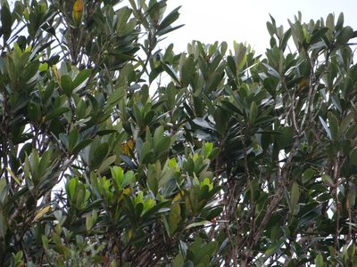Lithocarpus formosanus, photographed by 呂一起(Lyu yi-chi)