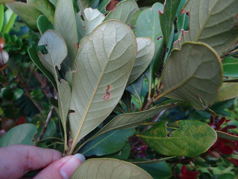 Lithocarpus formosanus, photographed by 呂一起(Lyu yi-chi)