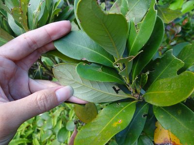 Lithocarpus formosanus, photographed by 呂一起(Lyu yi-chi)