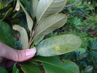 Lithocarpus formosanus, photographed by 呂一起(Lyu yi-chi)