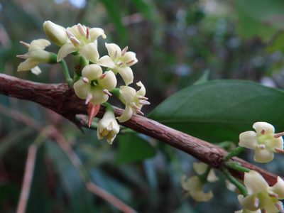 Diplospora dubia, photographed by 呂一起(Lyu yi-chi)