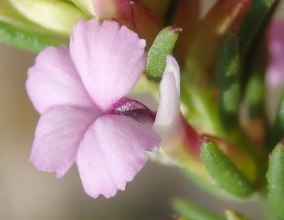 Muraltia knysnaensis, photographed by Nicola van Berkel