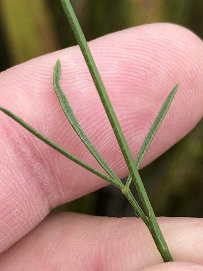 Psoralea oreophila, photographed by Dave U