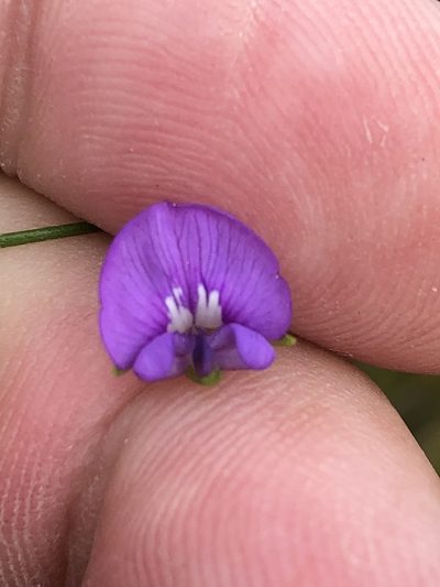 Psoralea oreophila, photographed by Dave U