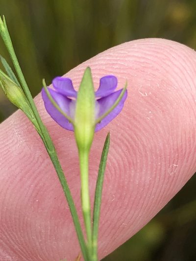 Psoralea oreophila, photographed by Dave U