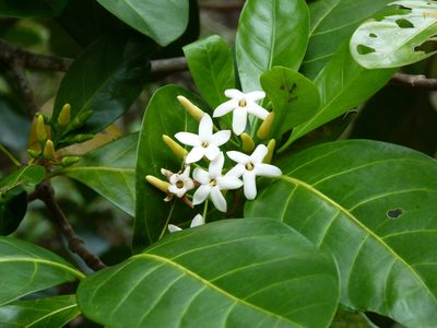 Atractocarpus fitzalanii, photographed by botanygirl