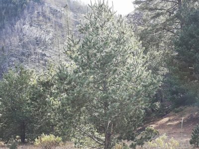 Pinus stylesii, photographed by Alejandro Arguelles