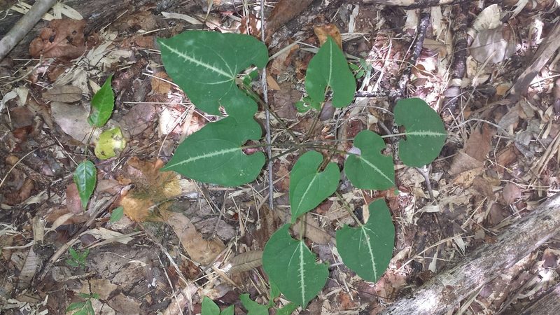 Dioscorea maciba, photographed by Romer N. Rabarijaona