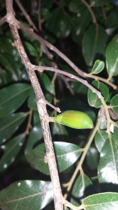 Diospyros tropophylla, photographed by Romer N. Rabarijaona