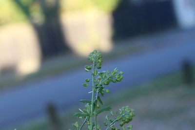 Lepidium desvauxii, photographed by Joe Potter Butler