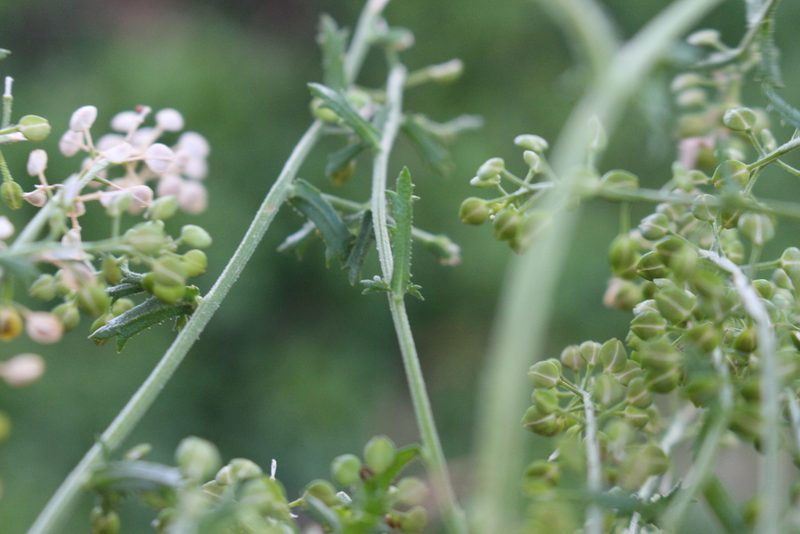 Lepidium desvauxii, photographed by Joe Potter Butler