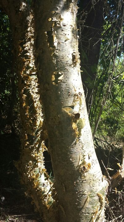 Commiphora simplicifolia, photographed by Romer N. Rabarijaona