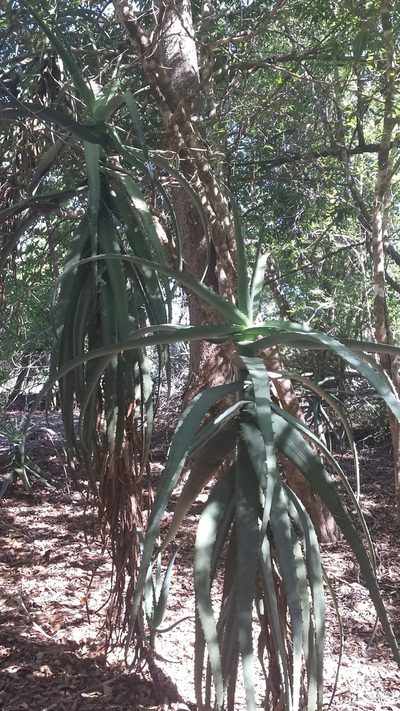 Aloe divaricata, photographed by Romer N. Rabarijaona