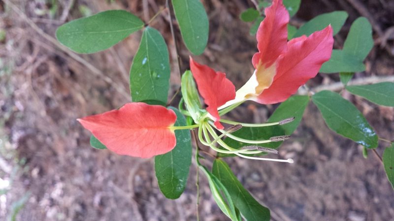 Bauhinia madagascariensis, photographed by Romer N. Rabarijaona