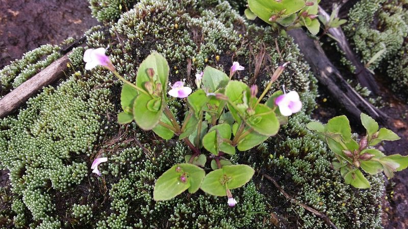 Craterostigma nummulariifolium, photographed by Romer N. Rabarijaona