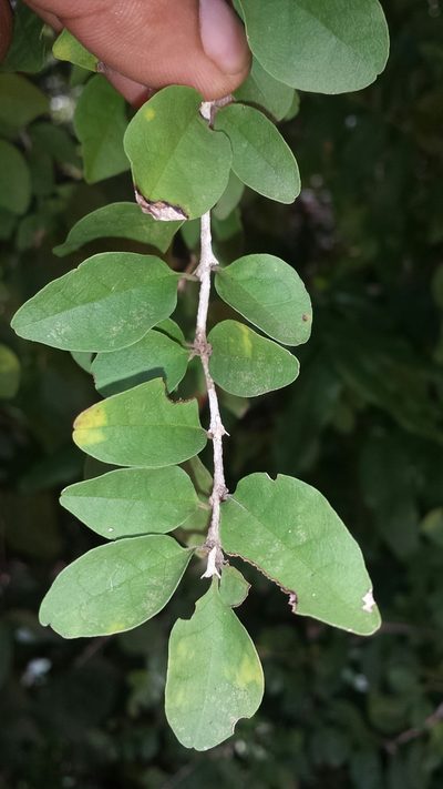 Phylloctenium bernieri, photographed by Romer N. Rabarijaona