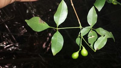 Vitex pervillei, photographed by Romer N. Rabarijaona