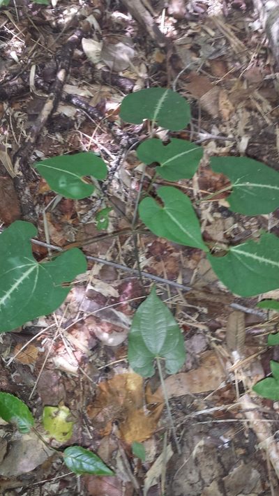 Dioscorea maciba, photographed by Romer N. Rabarijaona