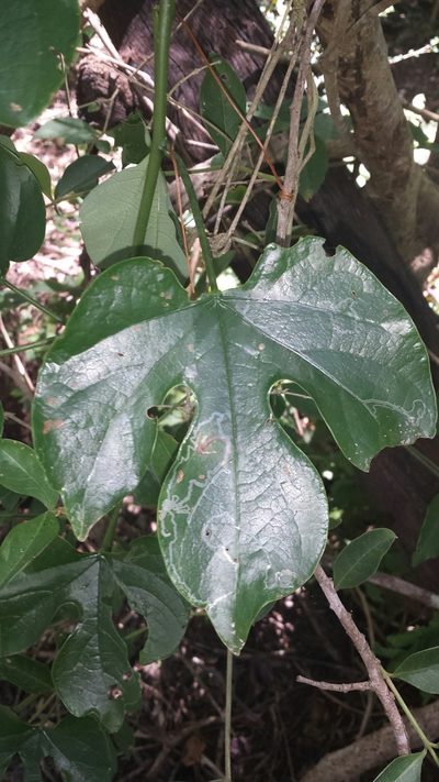 Adenia firingalavensis, photographed by Romer N. Rabarijaona