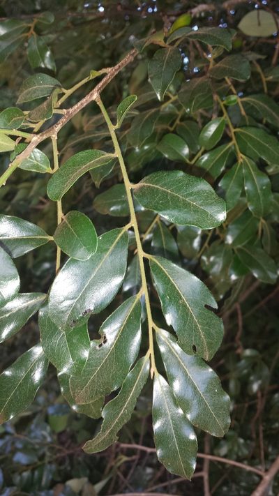Diospyros tropophylla, photographed by Romer N. Rabarijaona