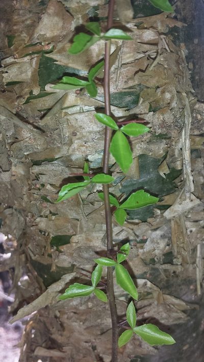Commiphora simplicifolia, photographed by Romer N. Rabarijaona