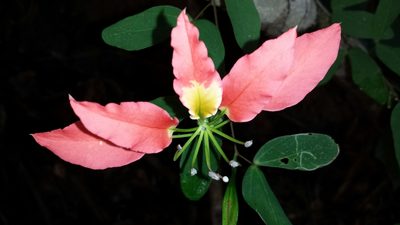Bauhinia madagascariensis, photographed by Romer N. Rabarijaona