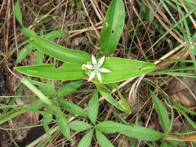 Schelhammera multiflora, photographed by coenobita